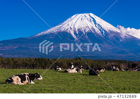 （静岡県）富士山・朝霧高原の牧場 47132689