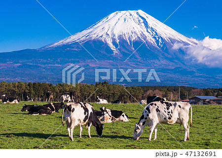 （静岡県）富士山・朝霧高原の牧場 47132691