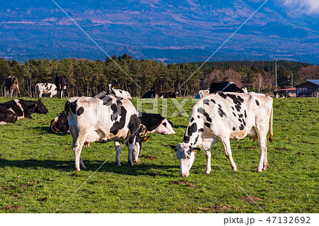 （静岡県）富士山・朝霧高原の牧場 47132692
