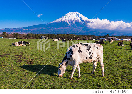 (静岡県)富士山・朝霧高原の牧場 (静岡県)富士山・朝霧高原の牧場 47132696