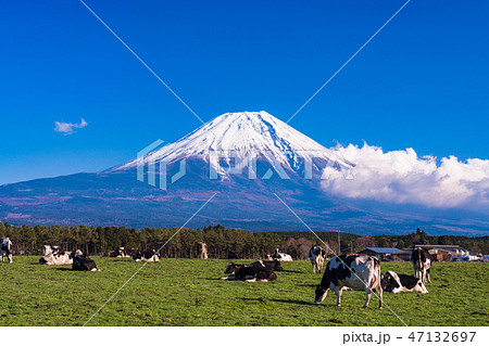 (静岡県)富士山・朝霧高原の牧場 (静岡県)富士山・朝霧高原の牧場 47132697