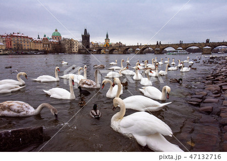 プラハ　ヴルタヴァ川の白鳥とカレル橋 47132716