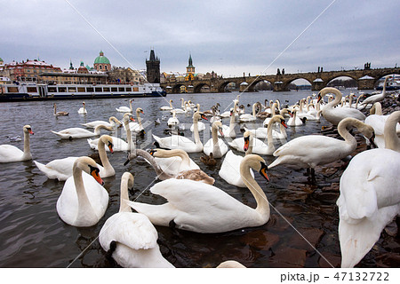 プラハ　ヴルタヴァ川の白鳥とカレル橋 47132722