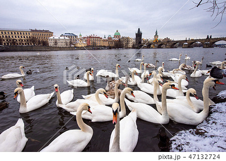 プラハ ヴルタヴァ川の白鳥とカレル橋 プラハ ヴルタヴァ川の白鳥とカレル橋 47132724