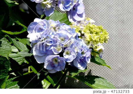 三鷹中原に咲く紫と白のアジサイ 47132735