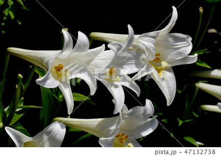 三鷹中原に咲くテッポウユリの白い花 47132738