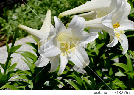 三鷹中原に咲くテッポウユリの白い花 47132767