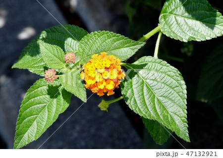 三鷹中原に咲くランタナ（シチヘンゲ） 47132921