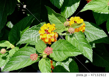 三鷹中原に咲くランタナ（シチヘンゲ） 47132922