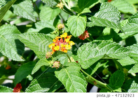 三鷹中原に咲くランタナ（シチヘンゲ） 47132923