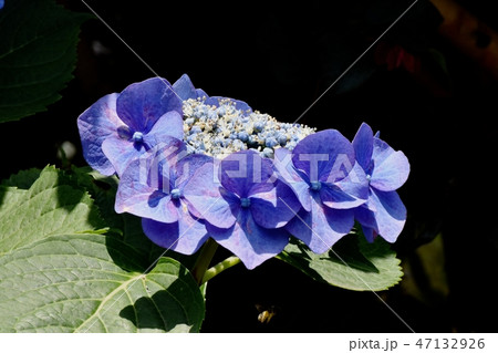 三鷹中原に咲く青いガクアジサイ 47132926