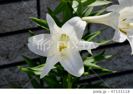 三鷹中原に咲くテッポウユリの白い花 47133118