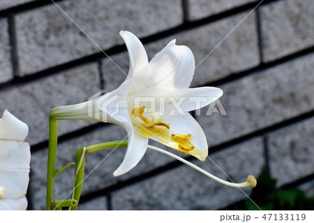 三鷹中原に咲くテッポウユリの白い花 三鷹中原に咲くテッポウユリの白い花 47133119