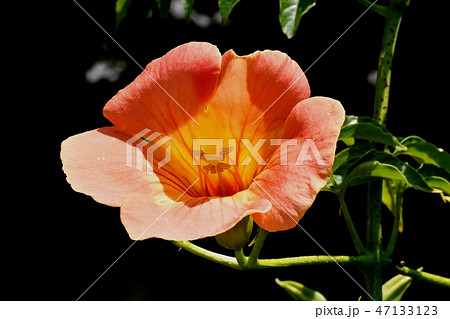 三鷹中原に咲くノウゼンカズラの花 三鷹中原に咲くノウゼンカズラの花 47133123