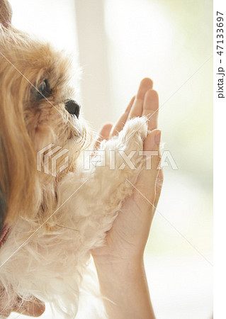 女性　ペット　ライフスタイル 47133697