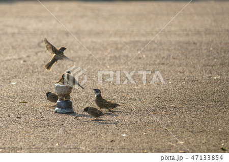 鳥 新しい スズメ 47133854