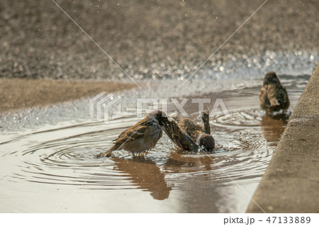 鳥 新しい スズメ 47133889
