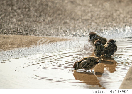 鳥 新しい スズメ 47133904