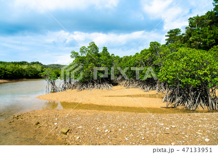 沖縄 慶佐次湾のヒルギ林 沖縄 慶佐次湾のヒルギ林 47133951