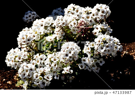 三鷹中原に咲いたアリッサム（スイートアリッサム）の花 47133987