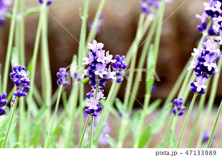 三鷹中原に咲くラベンダー イングリッシュ系ラベンダー 三鷹中原に咲くラベンダー イングリッシュ系ラベンダー 47133989