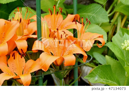 三鷹中原に咲くオレンジのユリの花 47134073