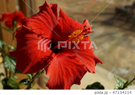 ハイビスカス赤 ハイビスカス赤 47134214