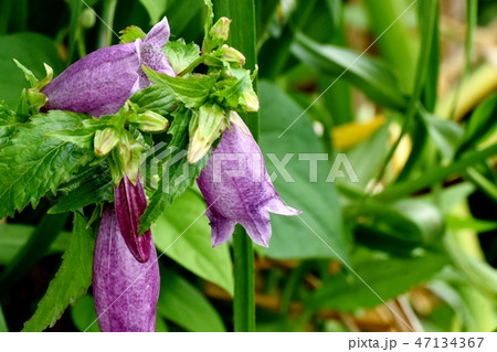 三鷹中原に咲く紫色のホタルブクロ 47134367