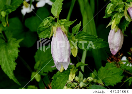 三鷹中原に咲く薄紫色のホタルブクロ 47134368