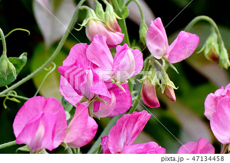 三鷹中原に咲くピンクのスイートピー 47134458