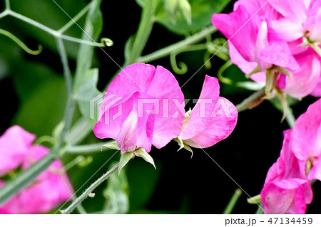 三鷹中原に咲くピンクのスイートピー 47134459