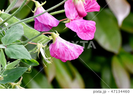 三鷹中原に咲くピンクのスイートピー 47134460