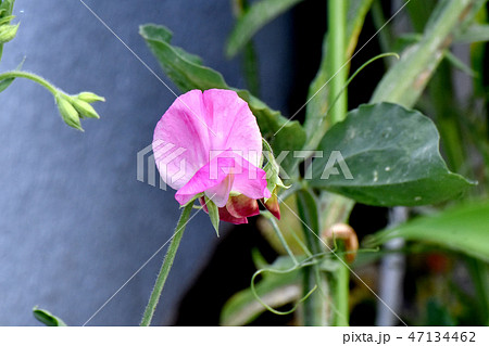 三鷹中原に咲くピンクのスイートピー 三鷹中原に咲くピンクのスイートピー 47134462
