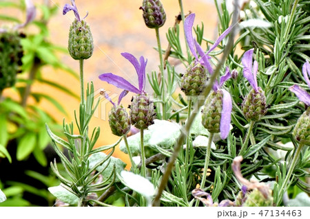 三鷹中原に咲く紫色のフレンチラベンダー 三鷹中原に咲く紫色のフレンチラベンダー 47134463