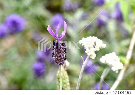 三鷹中原に咲く紫色のフレンチラベンダー 三鷹中原に咲く紫色のフレンチラベンダー 47134465
