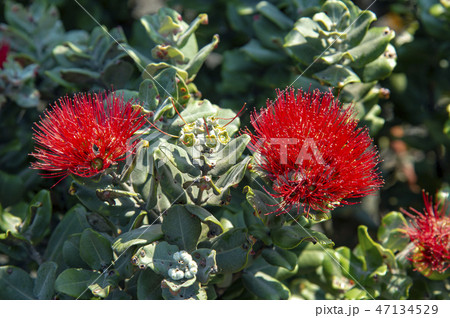 Ohi'a Lehua オヒアレフア 47134529