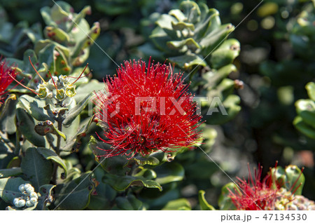 Ohi'a Lehua オヒアレフア 47134530