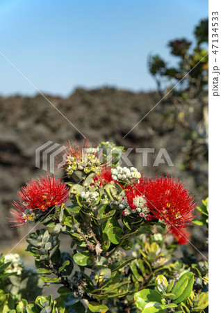Ohi'a Lehua オヒアレフア 47134533