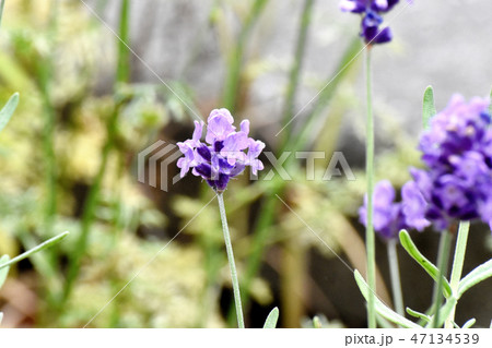 三鷹中原に咲くラベンダー イングリッシュ系ラベンダー(ヒッドコートラベンダー) 三鷹中原に咲くラベンダー イングリッシュ系ラベンダー(ヒッドコートラベンダー) 47134539