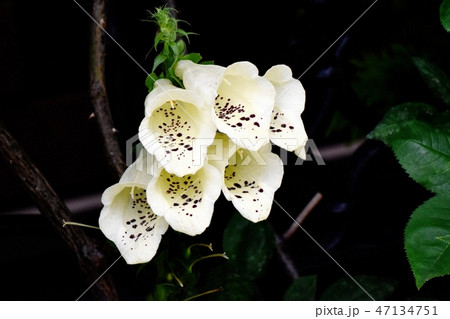 三鷹中原に咲く白いジキタリスの花 三鷹中原に咲く白いジキタリスの花 47134751