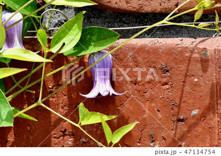 三鷹中原に咲く紫色のハンショウヅルの花 47134754