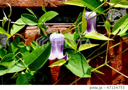 三鷹中原に咲く紫色のハンショウヅルの花 47134755