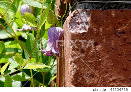 三鷹中原に咲く紫色のハンショウヅルの花 三鷹中原に咲く紫色のハンショウヅルの花 47134756