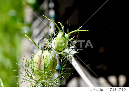 三鷹中原になるニゲラの種子 47134759