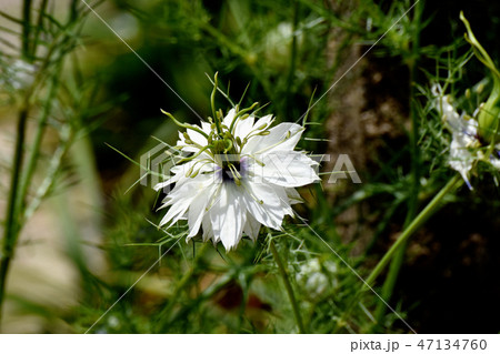 三鷹中原に咲く白いニゲラ 47134760