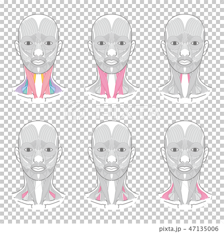 脖子上的肌肉 脖子上的肌肉 47135006