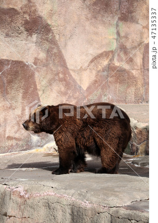 ヒグマ 47135337