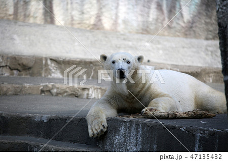 シロクマ 47135432