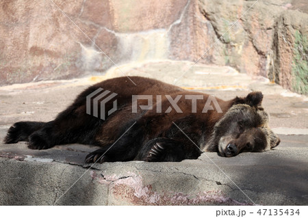 ヒグマ ヒグマ 47135434
