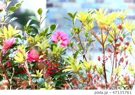 冬の道端 冬の道端 47135761